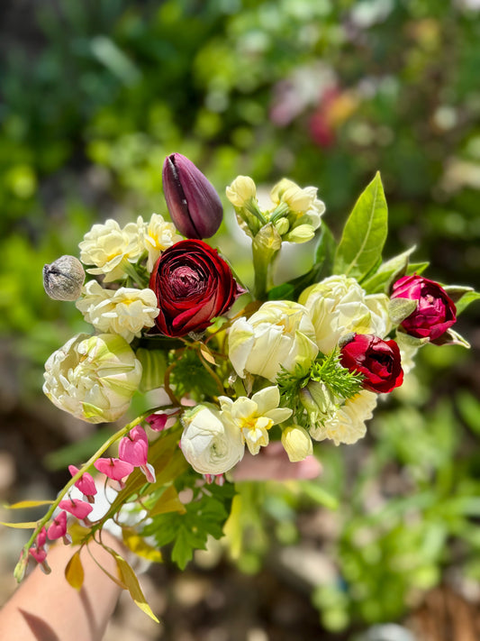 How to Grow Tulips (in Seattle, PNW, Zone 8b/9a)