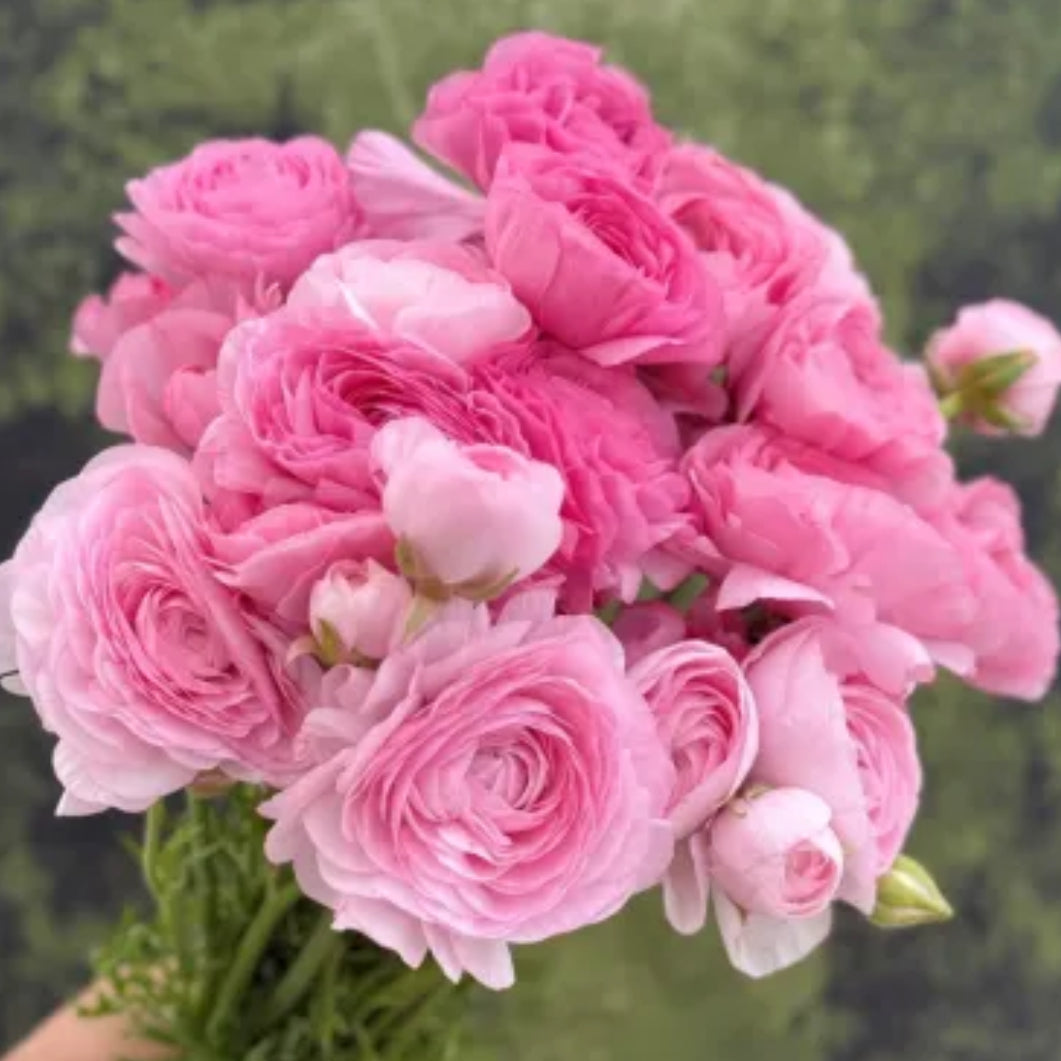 Ranunculus, Elegance Mixed Collection