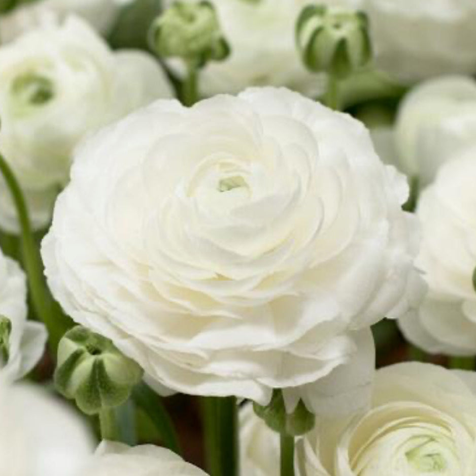 Ranunculus, Aviv White
