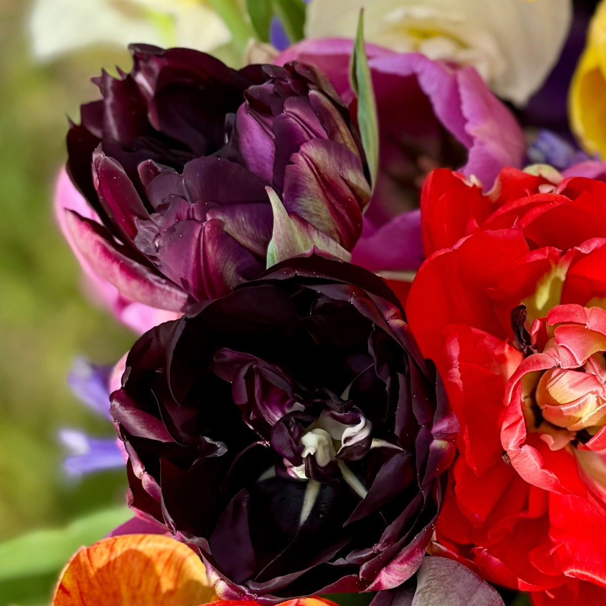 Tulip - Black Hero