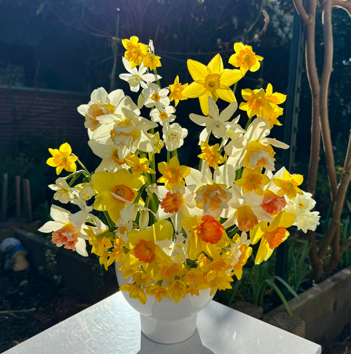 Daffodil - Mixed Pack
