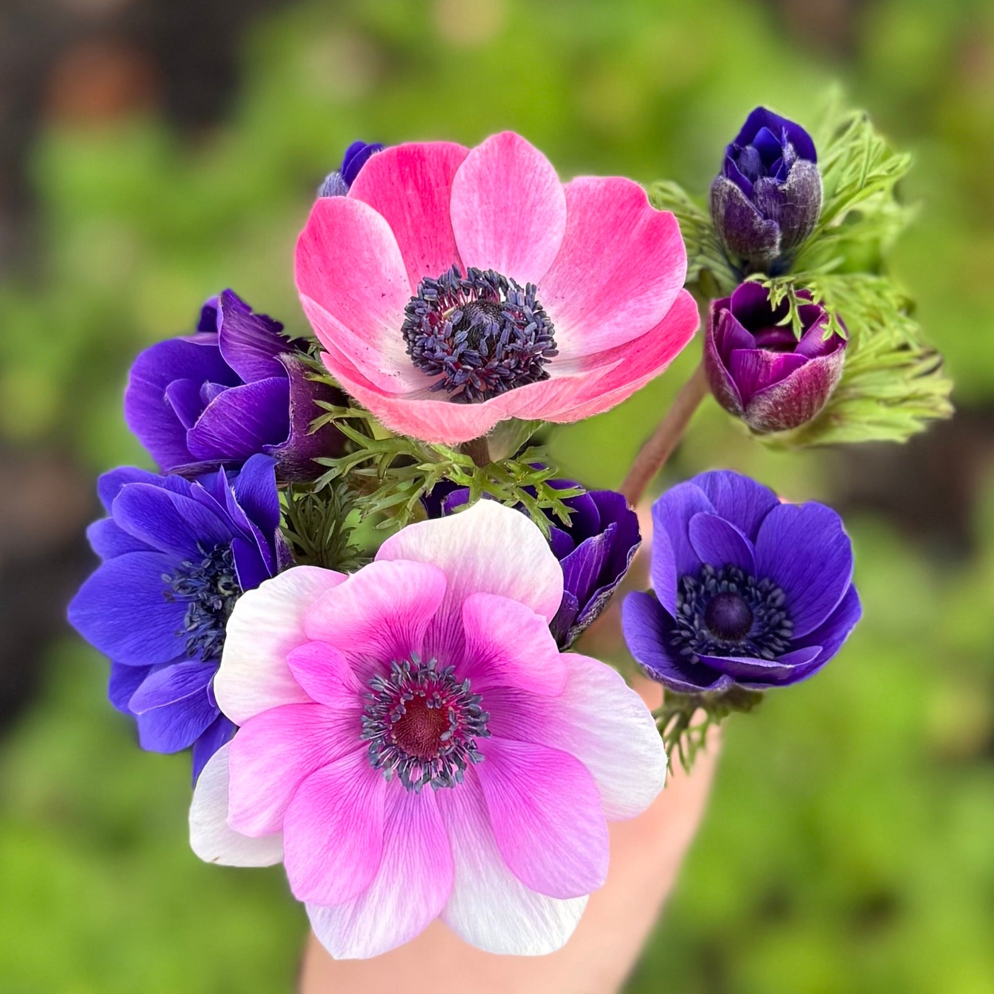 Anemone, Mistral Plus Mixed Collection – Flowers by Dr. Jo
