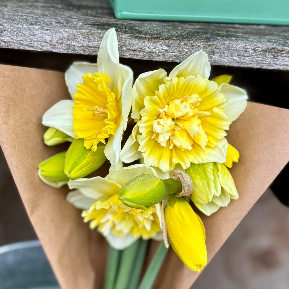 Daffodil - Ice King