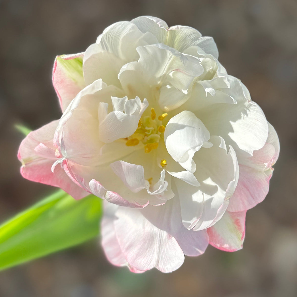 Tulip - Finola