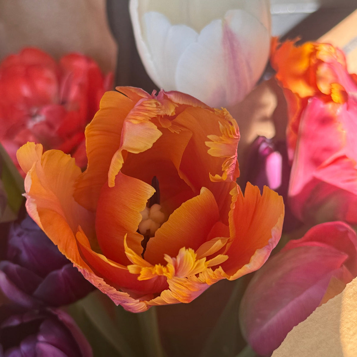 Tulip - Amazing Parrot