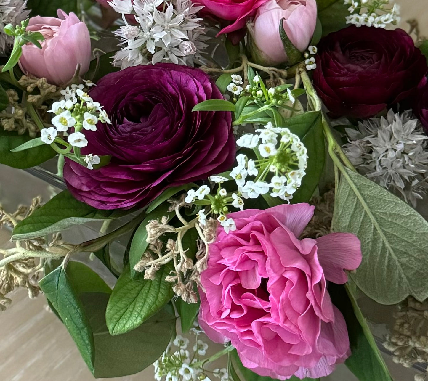 Ranunculus, Aviv