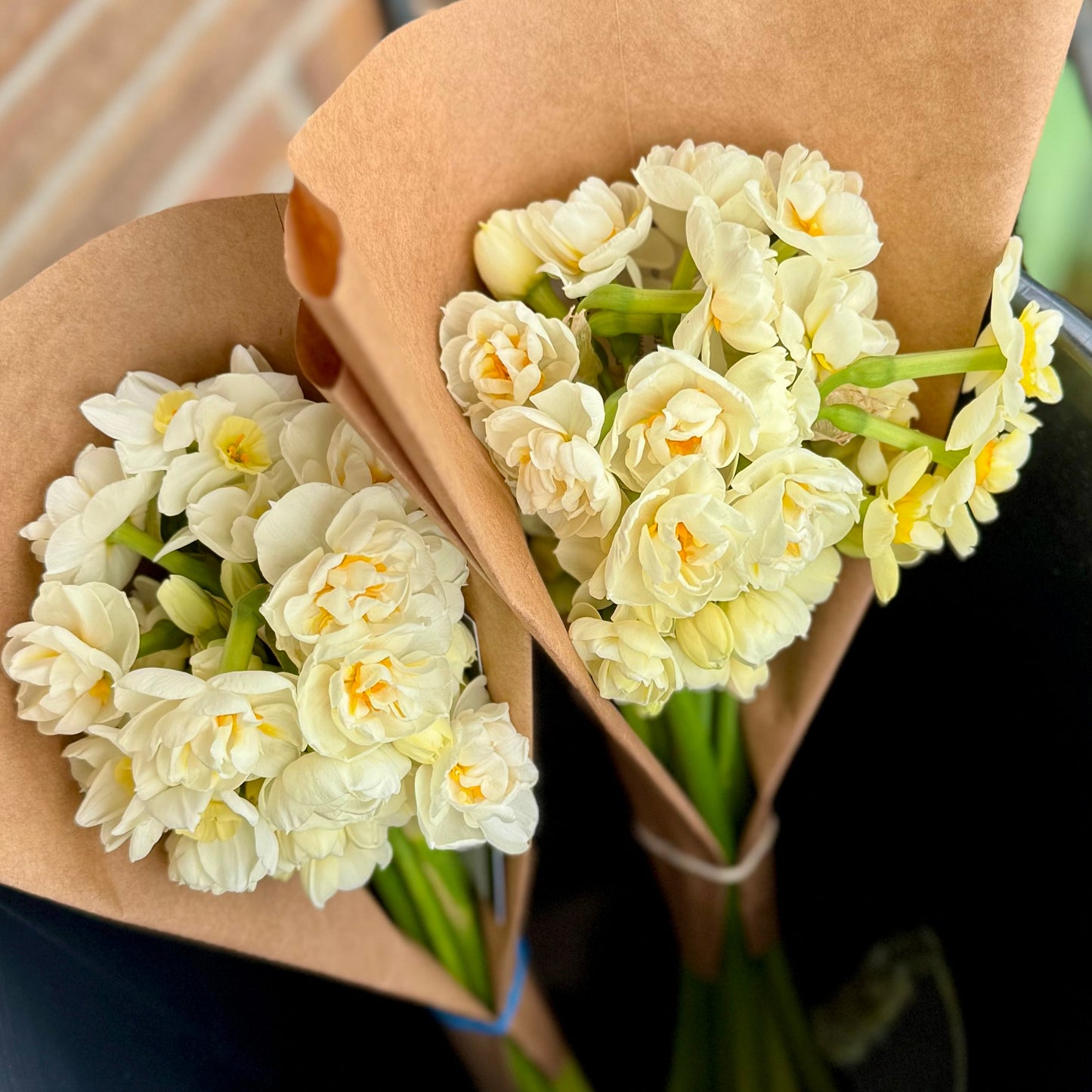 Daffodil - Erlicheer