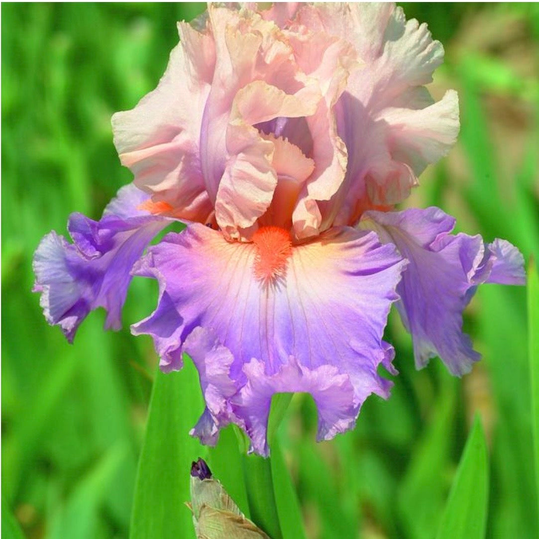 Bearded Iris ‘Discovered Treasure’