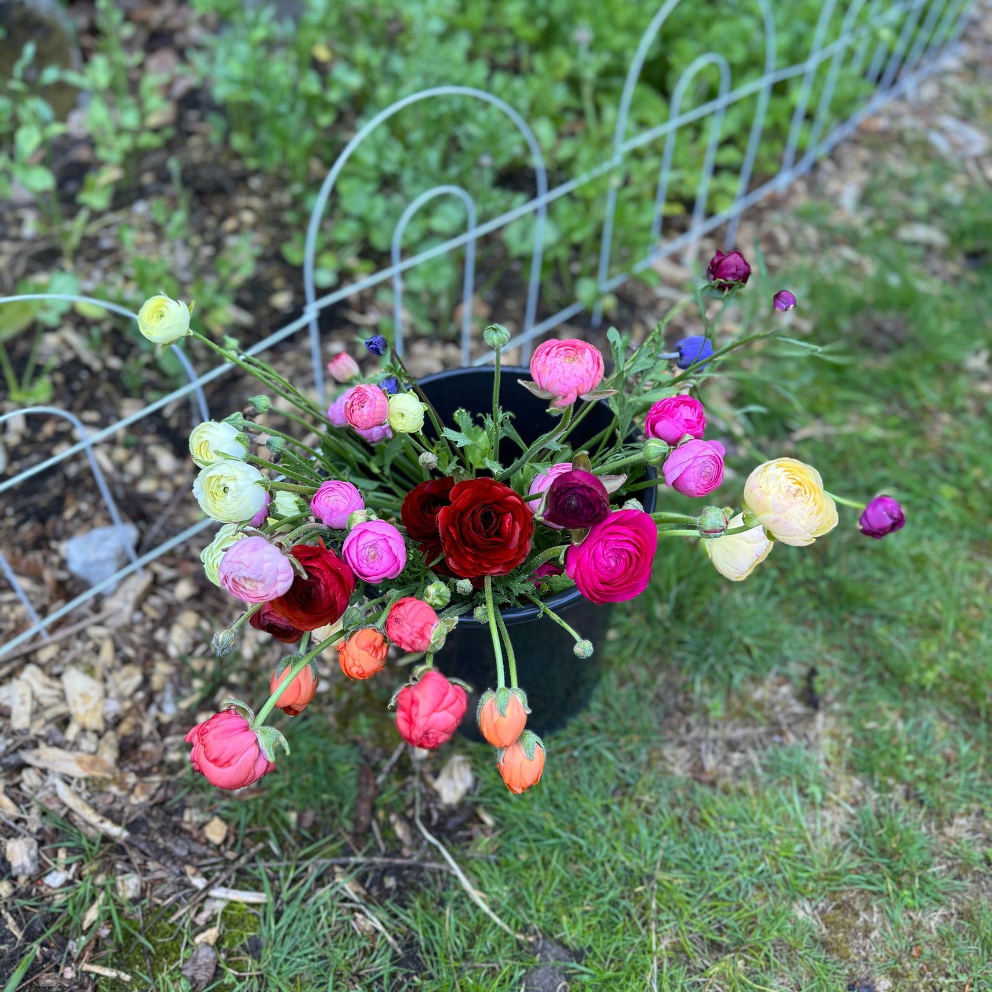 Bucket of Blooms