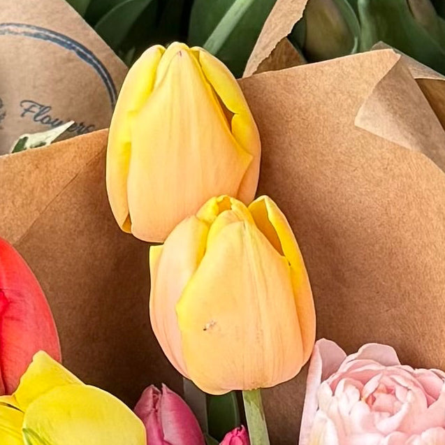 Tulip - Mango Charm