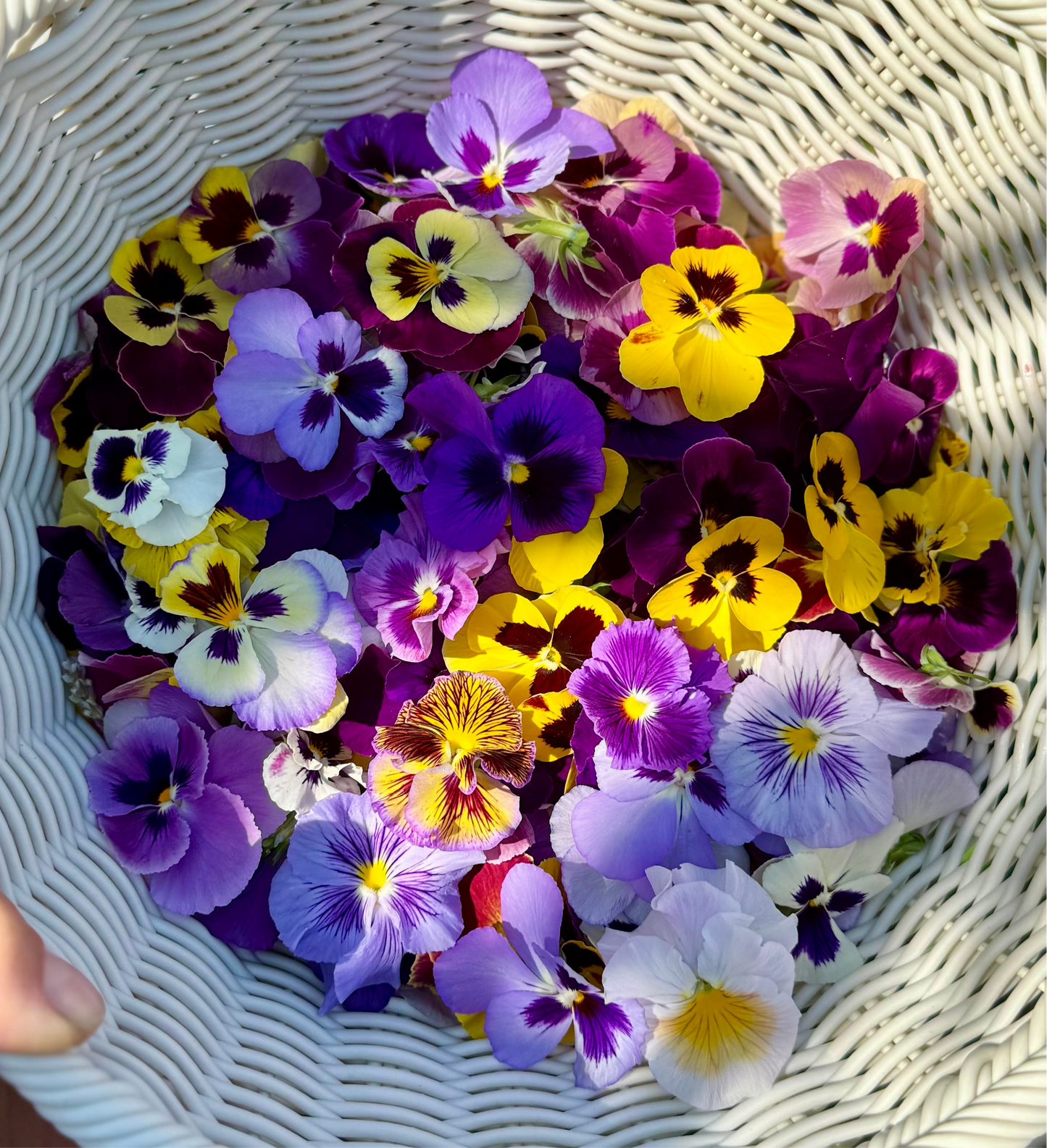 Edible Flowers - Pansies