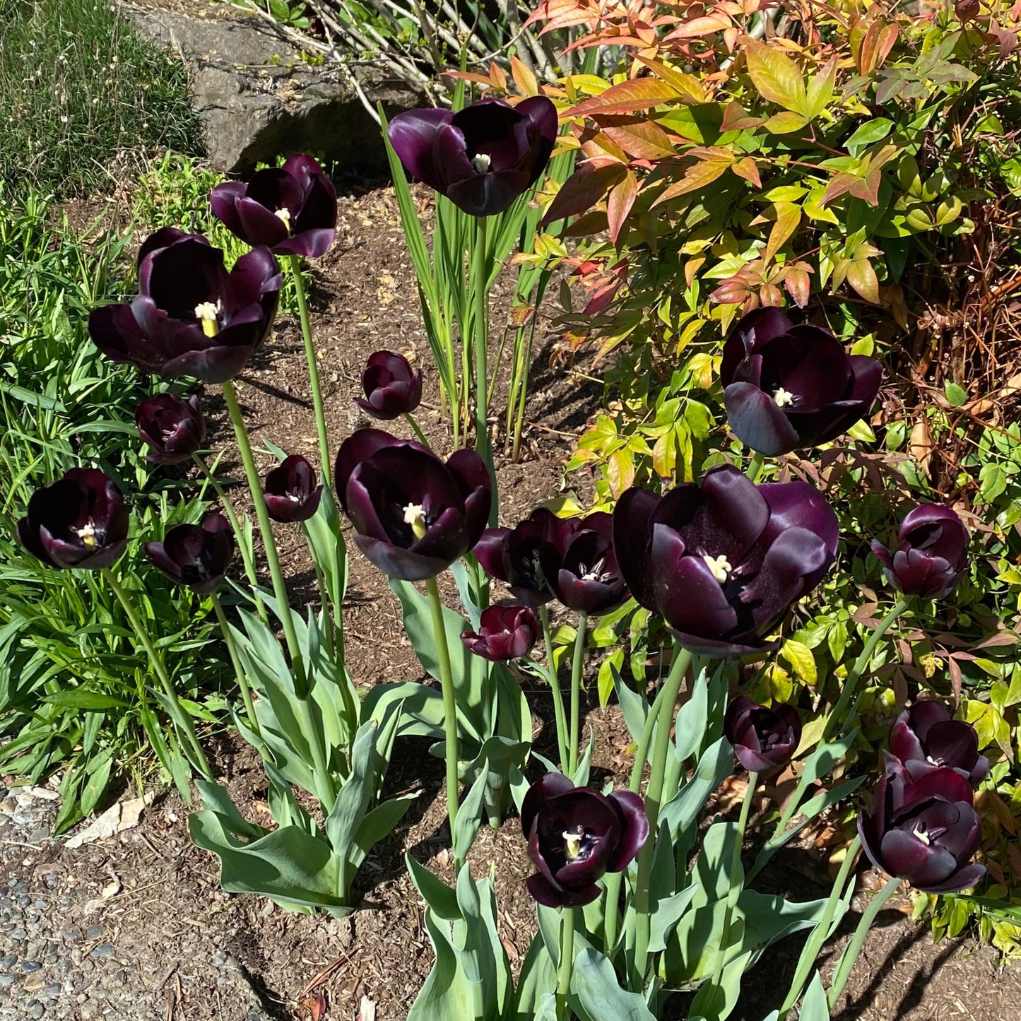 Tulip - Queen of the Night
