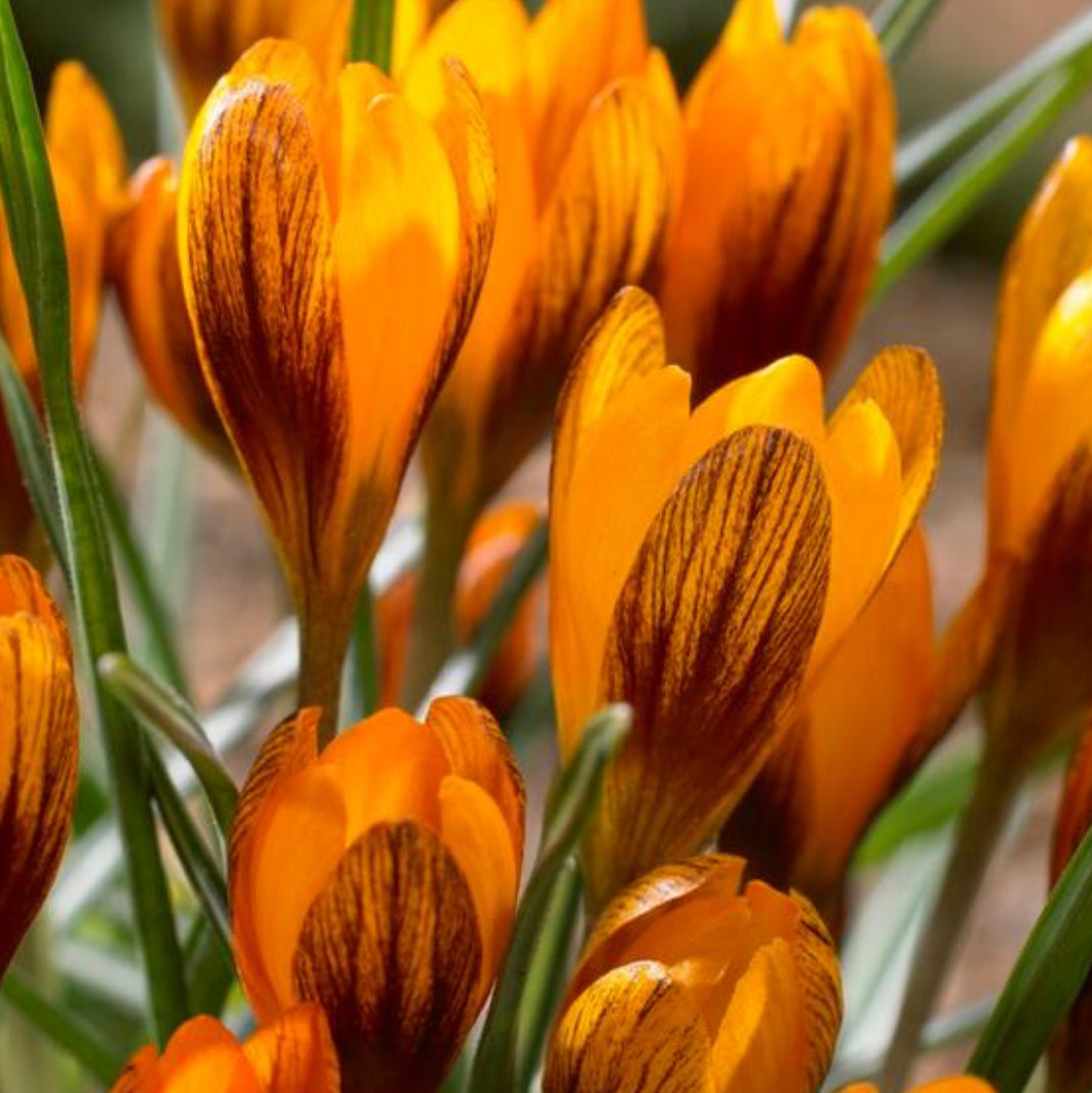 Crocus - Orange Monarch