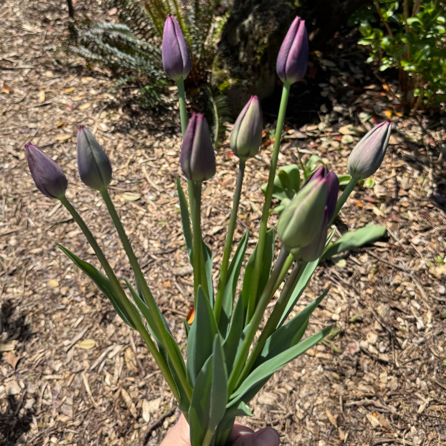 Tulip - Queen of the Night