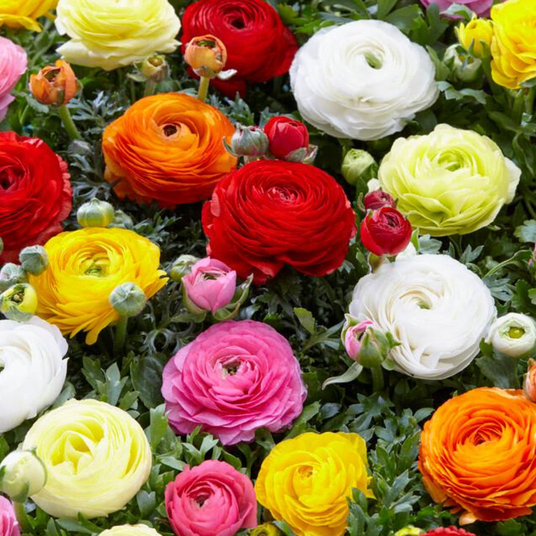 Ranunculus, Aviv Mixture