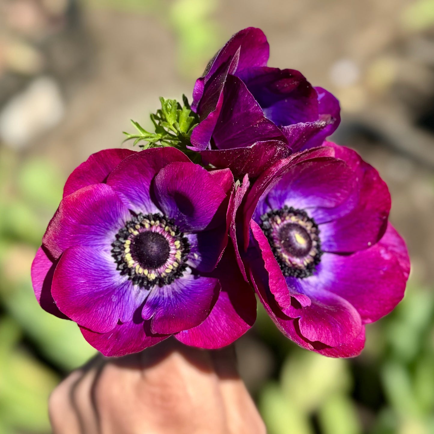 Anemone, Mistral Plus Grape