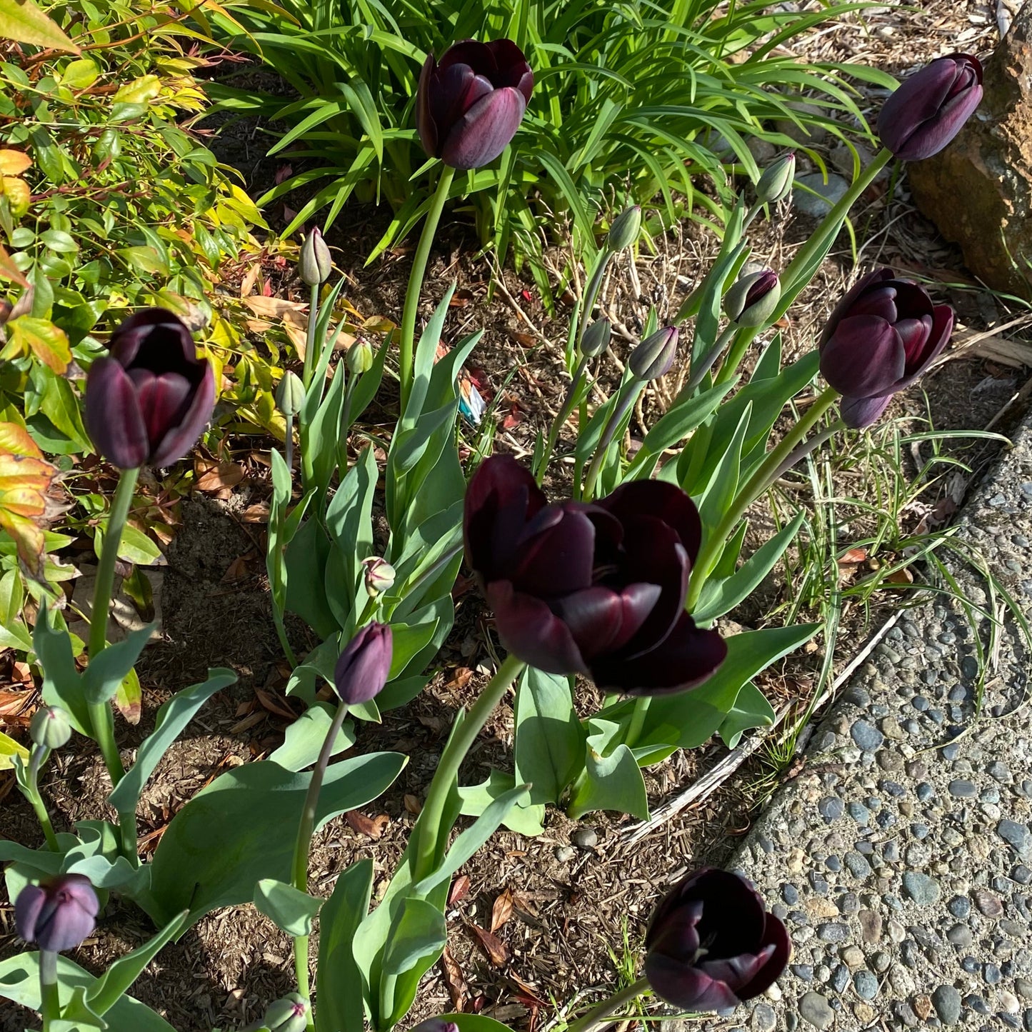 Tulip - Queen of the Night