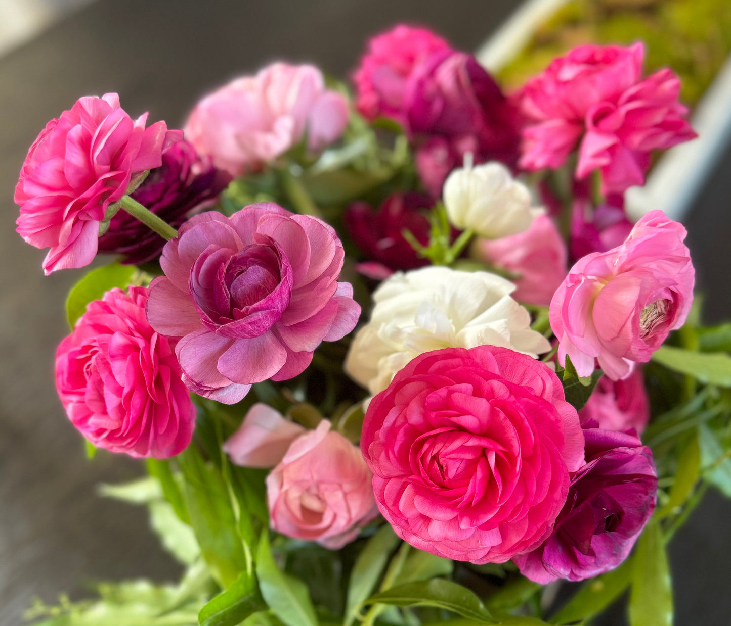 Ranunculus, Aviv