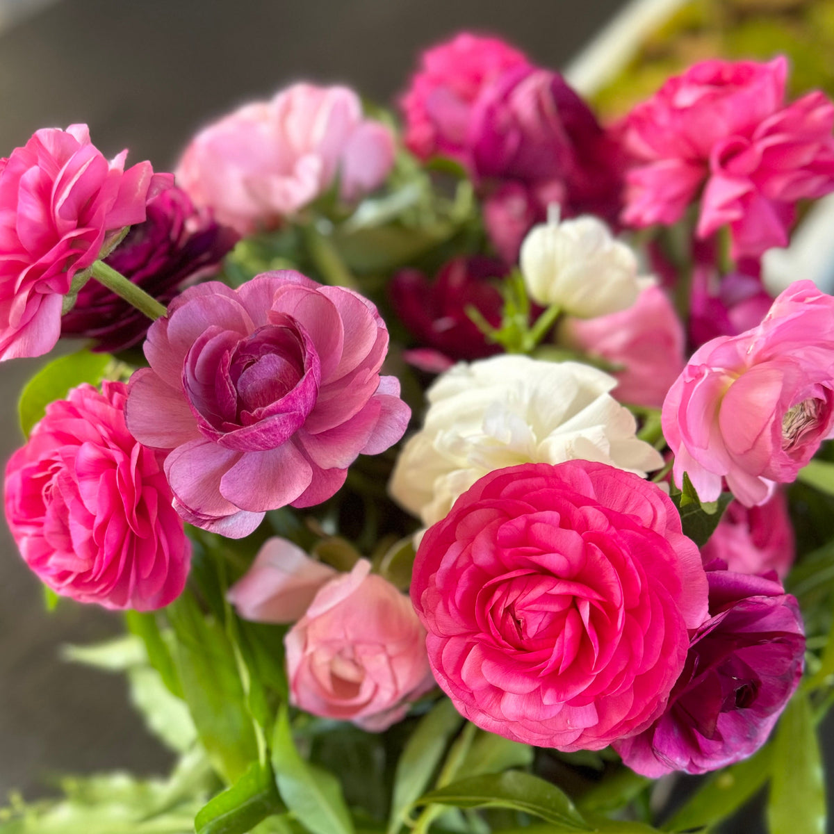 Ranunculus, Aviv Pink