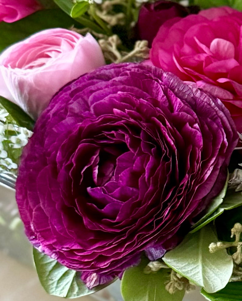 Ranunculus, Aviv