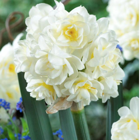 Daffodil - Erlicheer