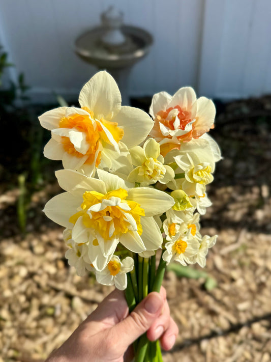 How to Grow Daffodils/Narcissi (in Seattle, PNW, Zone 8b/9a)