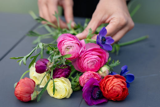 How to Grow Ranunculus (in Seattle, PNW, Zone 8b/9a)