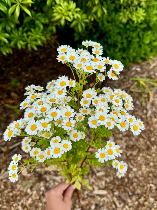 Feverfew Seeds