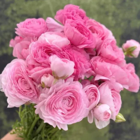 Ranunculus, Elegance Rosa Chiaro