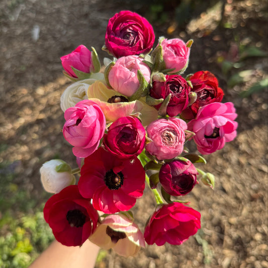 Ranunculus, Aviv