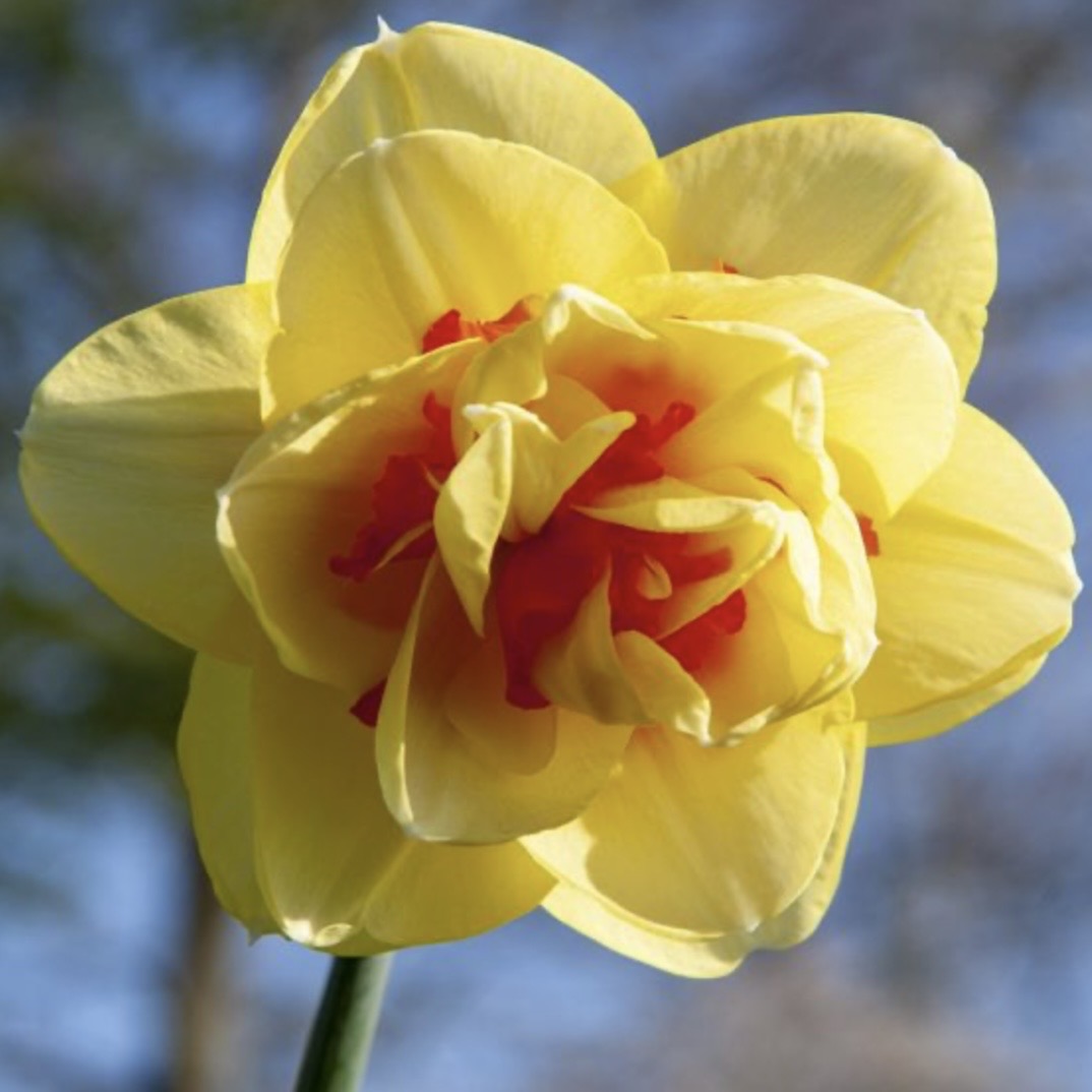 Daffodil - Tahiti