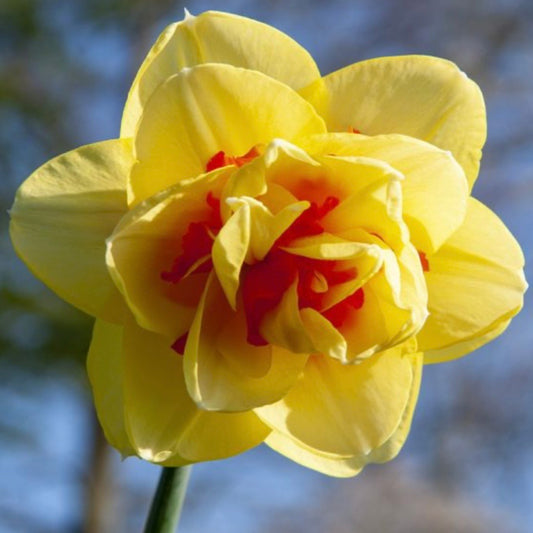Daffodil - Tahiti