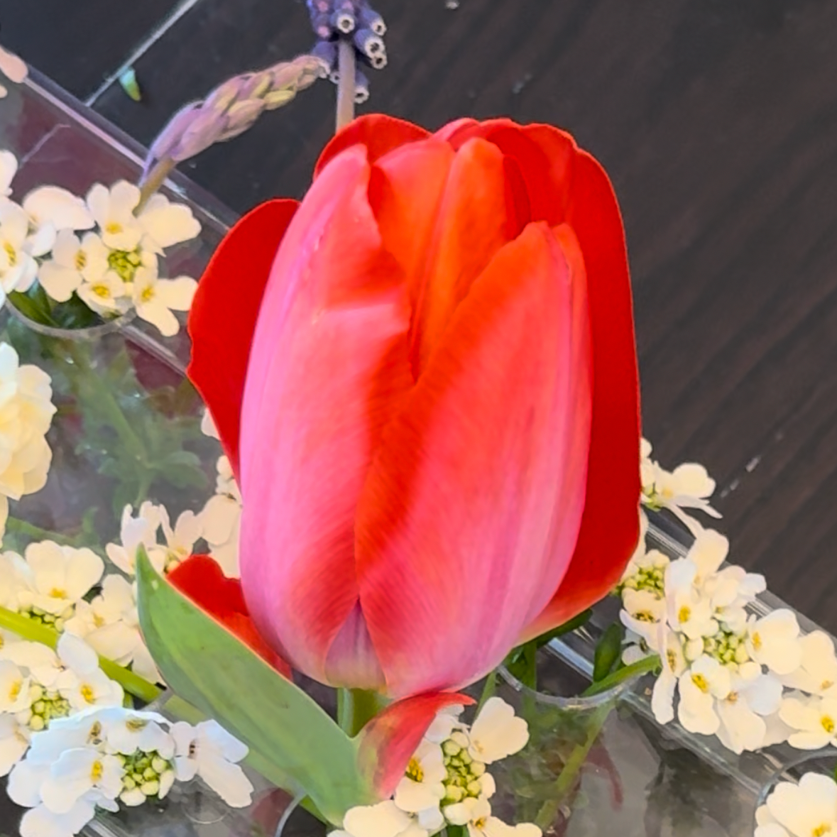 Tulip - Parade