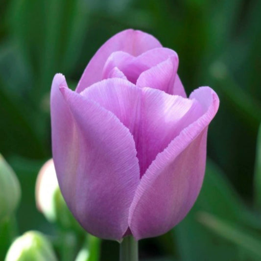 Tulip - Alibi