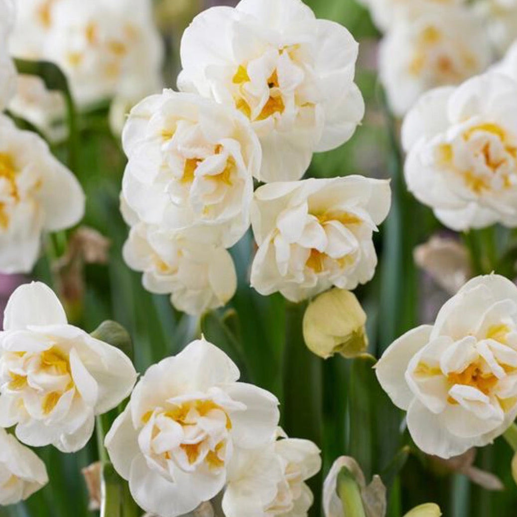 Daffodil - Bridal Crown