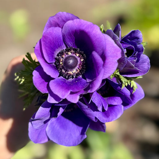 Anemone, Mistral Plus Blue