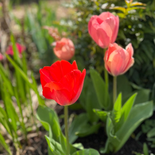 Tulip - Parade