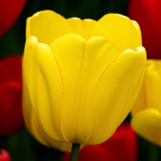 Tulip - Golden Parade