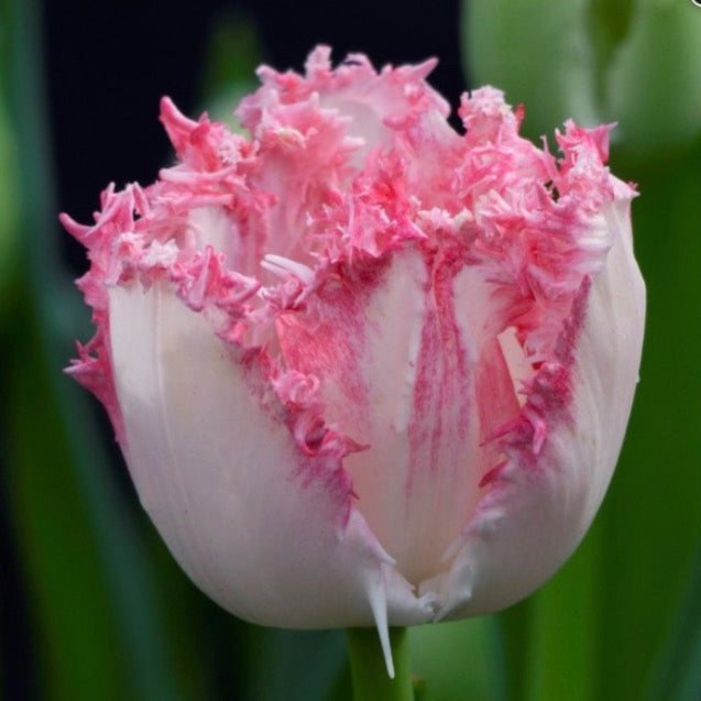 Tulip - Neglige
