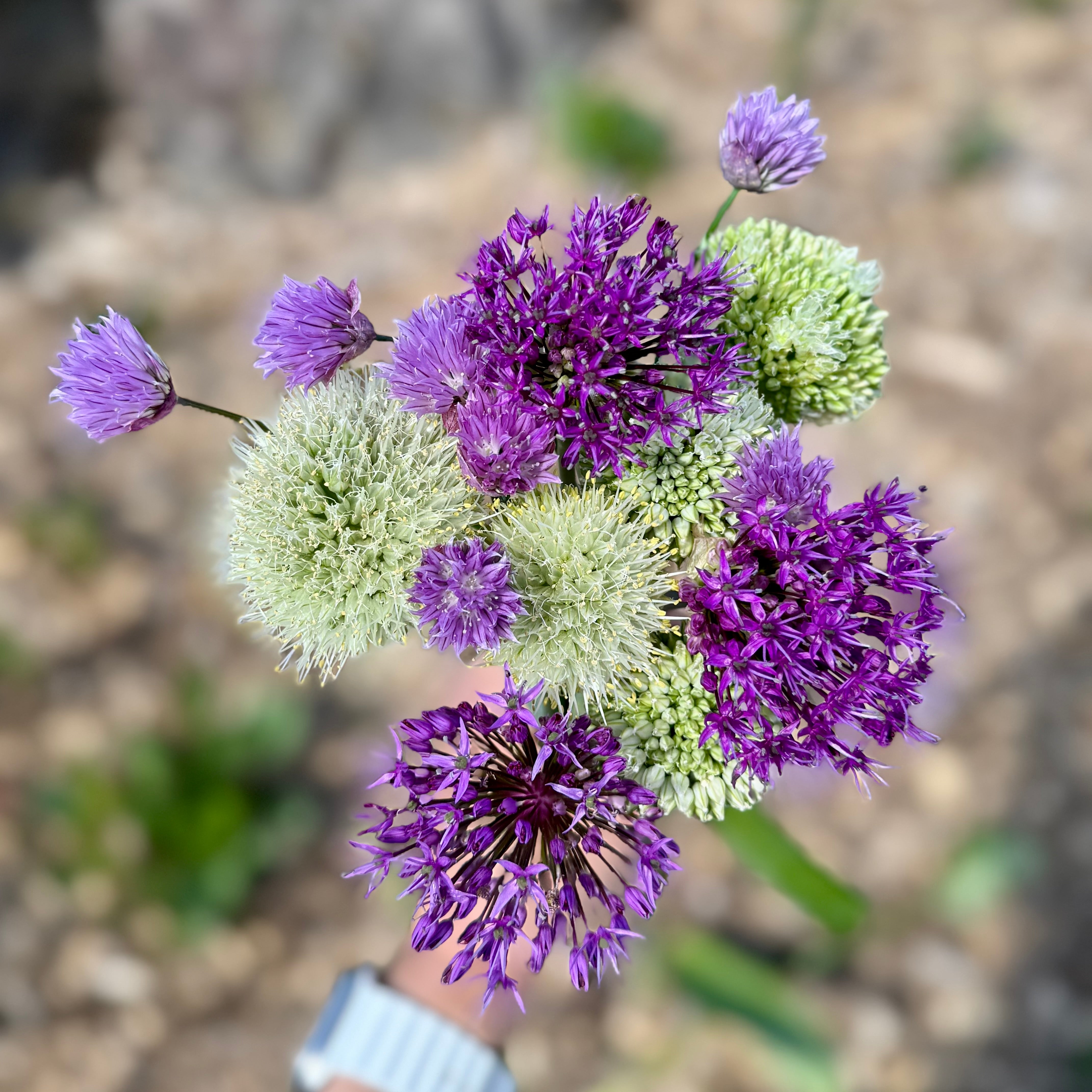 Allium - Mixed Pack – Flowers by Dr. Jo