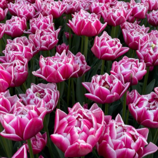 Tulip - Columbus