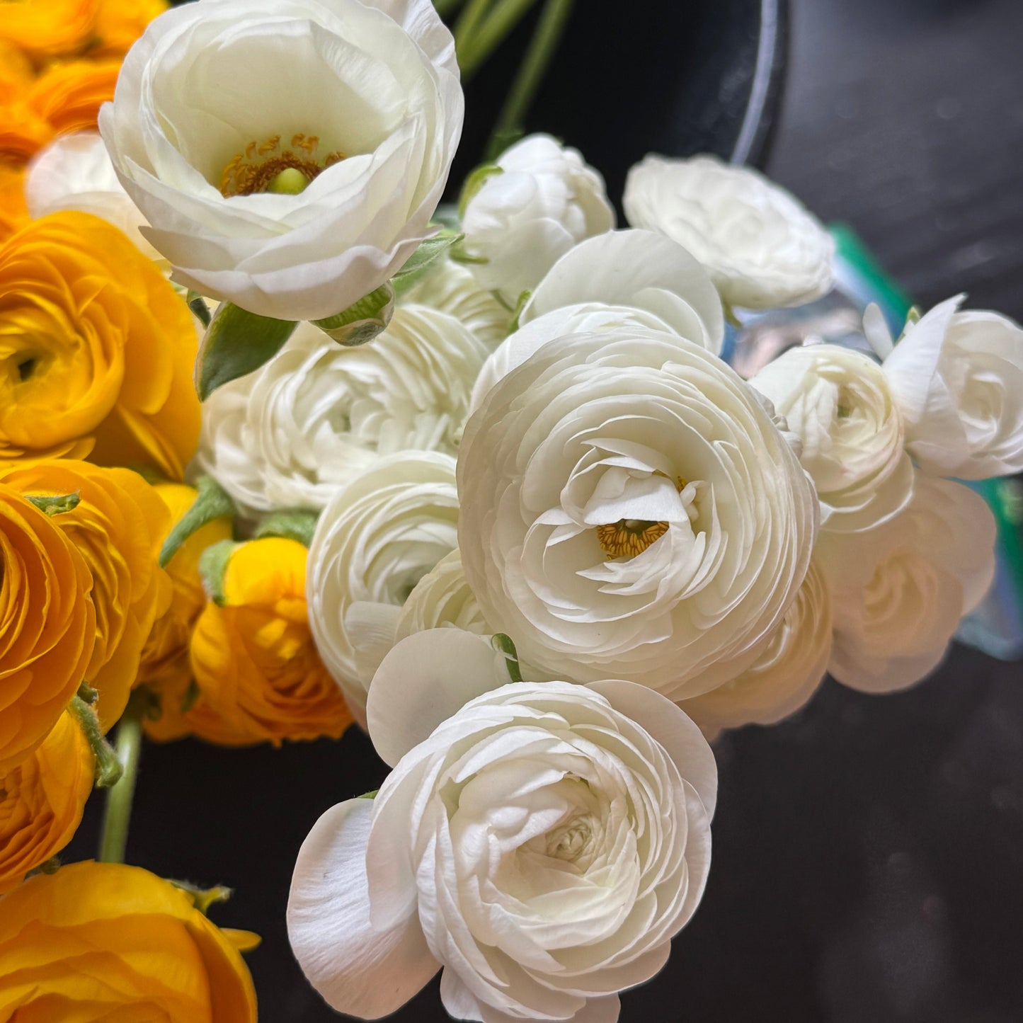 Ranunculus, Elegance Bianco