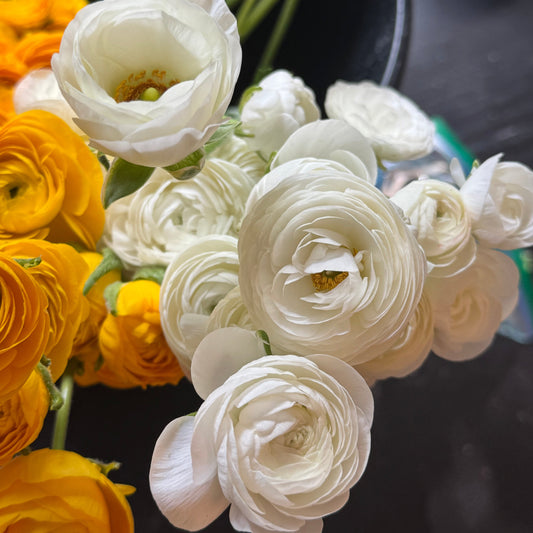 Ranunculus, Elegance Bianco