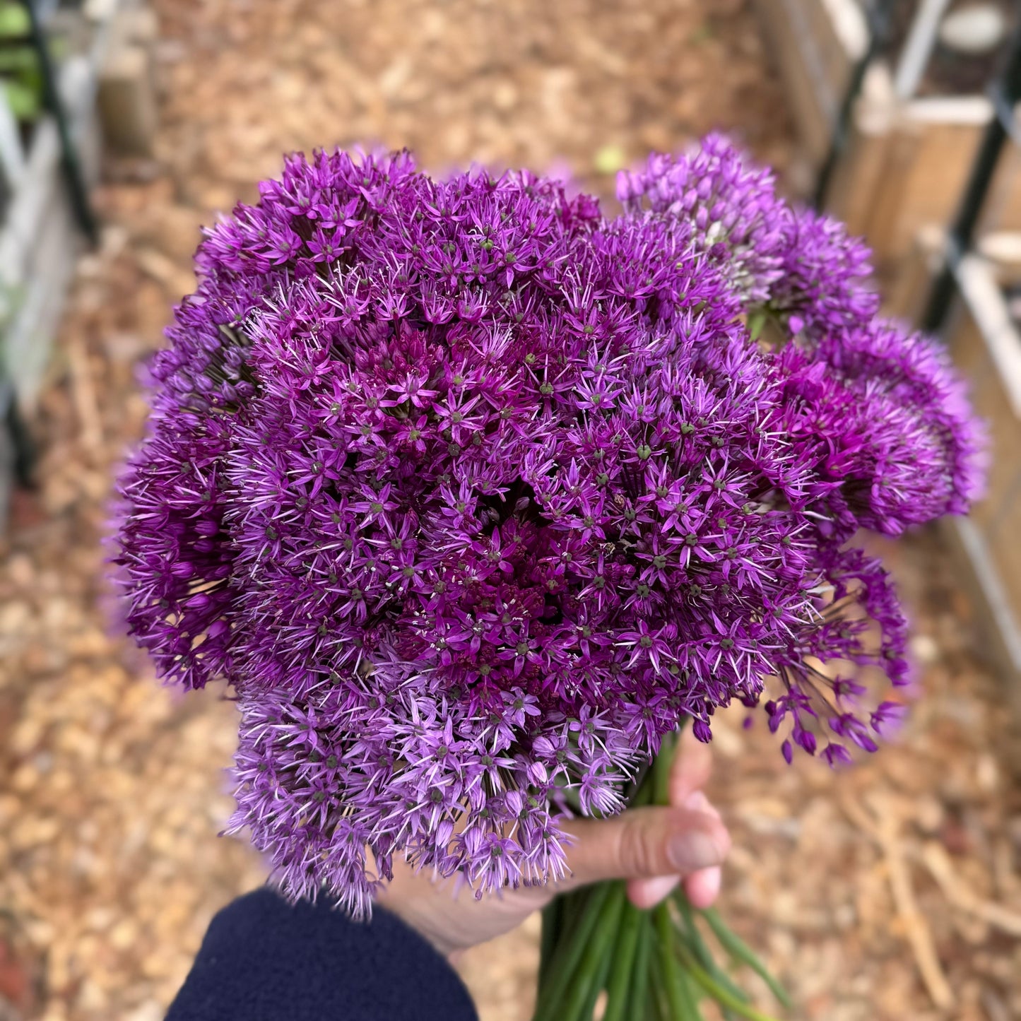 Allium - Mixed Pack
