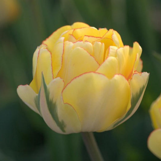 Tulip - Akebono