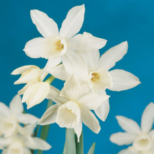Daffodil - Thalia