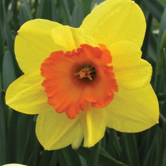 Daffodil - Scarlet O'Hara