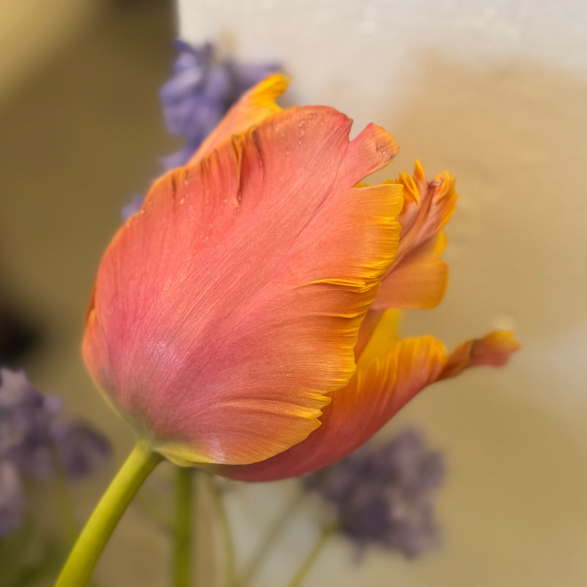 Tulip - Amazing Parrot