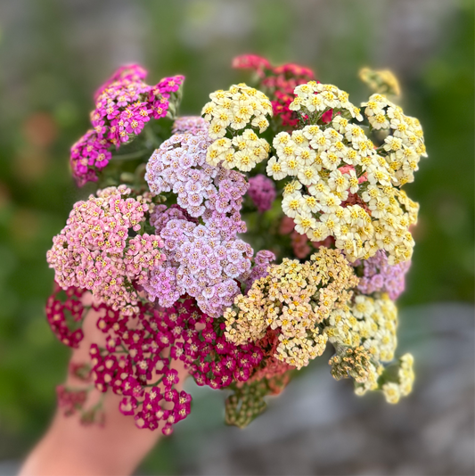 Yarrow Seeds