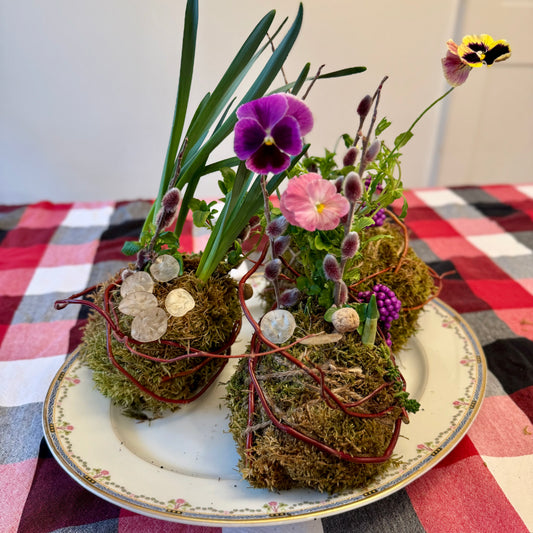 Kokedama with Specialty Pansies and Daffodils
